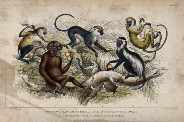 Six different specimen of monkeys and apes shown in their arboreal habitat. Coloured etching by T. Brown after J. Stewart.