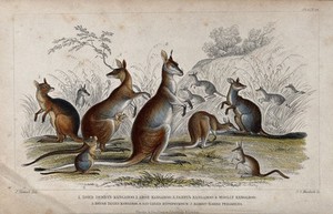 view Seven different specimen of kangaroos, including a rabbit-eared perameles, are shown with their young in their natural habitat. Coloured etching by J. S. Murdoch after J. Stewart.