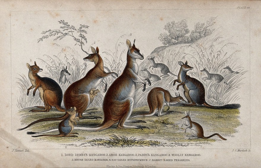 Seven different specimen of kangaroos, including a rabbit-eared perameles, are shown with their young in their natural habitat. Coloured etching by J. S. Murdoch after J. Stewart.
