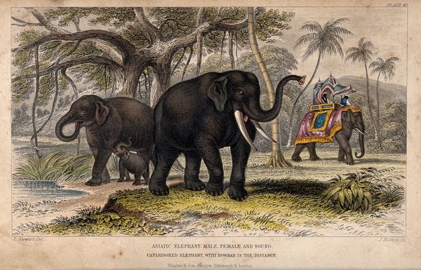 A female and a male Asiatic elephant with their young and a caparisoned elephant with a howdah in the distance. Coloured etching by J. Bishop after J. Stewart.