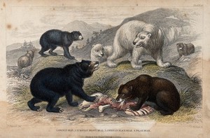 view A group of different bears fighting for prey. Coloured etching by J. Bishop after J. Stewart.