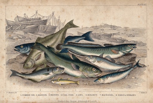 Eight different species of fish, including cod, haddock, halibut and mackerel, are lying on a beach. Coloured etching by J. Miller after J. Stewart.