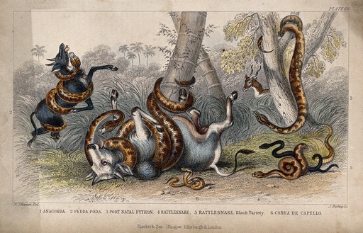 Six different species of serpents, including pythons and cobras, killing their prey, cattle, by strangulation. Coloured etching by J. Bishop after J. Stewart.