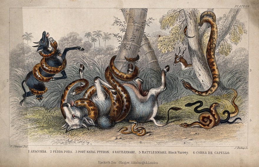 Six different species of serpents, including pythons and cobras, killing their prey, cattle, by strangulation. Coloured etching by J. Bishop after J. Stewart.