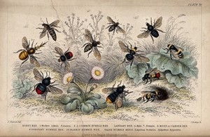 view Twelve different species of bees swarming a flowery meadow. Coloured etching by J. Bishop, 1855, after J. Stewart.