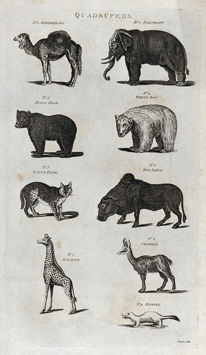 view Nine quadrupeds, including a dromedary, an elephant, bears, a giraffe and an ermine. Etching by I. Taylor.