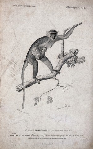 view A guenon (cercopithecus) climbing a tree holding its young close to her body. Etching by C. Annedouche after J.C. Werner.