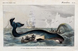 view A whale being speared with harpoons by fishermen in the Arctic sea. Engraving by A. M. Fournier after E. Traviès.