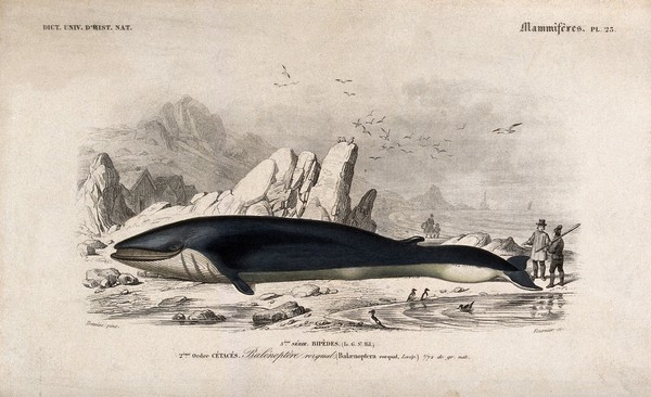 A stranded whale is examined by two fishermen. Engraving by A. M. Fournier after E. Traviès.