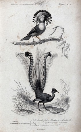 Above a flycatcher bird (muscicapa regia); below, peacock-like bird (maenura lyra). Etching by J. C. Pardinel after E. Traviès.