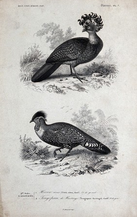 Above, a cockrel (crax rubra); below, an asian pheasant of the genus tragopan, with fleshy horns on its head. Engraving by Manceaux after E. Traviès.