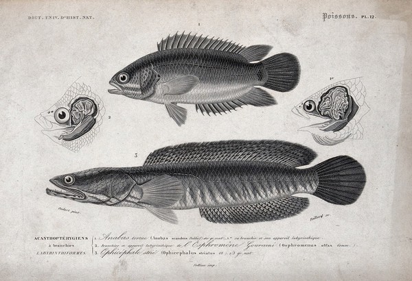 Above, an anabas seen from the side; middle, cross-sections of the heads and gills of two fishes; below, a ophicephalus seen from the side. Stipple engraving by Teillard after P.L. Oudart.