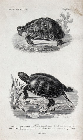 Above, a land tortoise; below, a turtle. Etching by Oudet after P.L. Oudart.