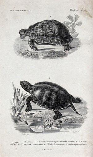 view Above, a land tortoise; below, a turtle. Etching by Oudet after P.L. Oudart.