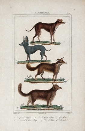 Four different dogs, including a great dane and an alsatian. Coloured etching by L. F. Couché and J. D. E. Canu after A.C. Vauthier.