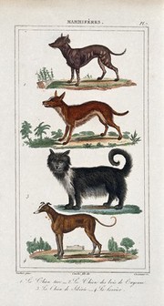 Four different dogs, including a greyhound and a siberian sheep dog. Coloured etching by L. F. Couché and J. F. Cazenave after A.C. Vauthier.