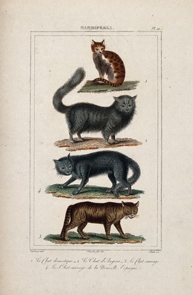 Four different species of cats, including the angora cat and the domestic cat. Coloured etching by J. D. E. Canu and L. F. Couché after A.C. Vauthier.