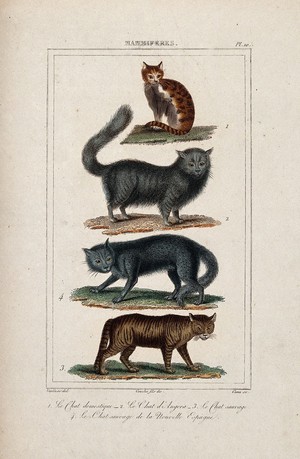 view Four different species of cats, including the angora cat and the domestic cat. Coloured etching by J. D. E. Canu and L. F. Couché after A.C. Vauthier.