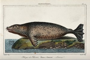 view A seal lying on a cliff. Coloured etching by Smith after A.C. Vauthier.