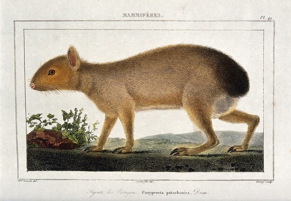 An agouti. Coloured etching by Lecerf and L. F. Couché after M.C. Lesson.