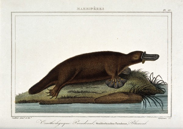 An ornithorhynchus (duck billed platypus). Coloured etching by J. F. Cazenave after A.C. Vauthier.