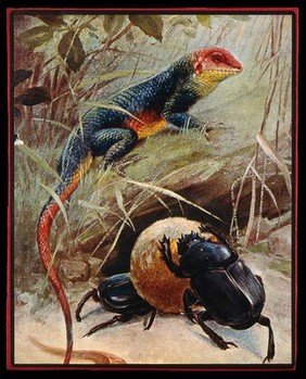 An iguana is sitting on a piece of wood in a forest while two dung-beetles are pushing a dungball. Colour half tone.