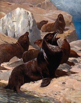 A group of sea lions. Colour half tone.