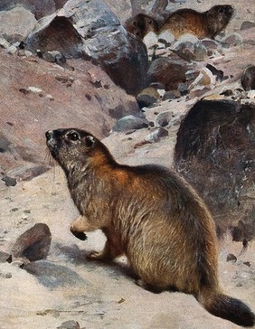 A marmot sitting in a rocky landscape with a couple of marmots sitting in the background. Colour halftone.