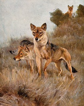 Two dingoes standing in a grassy bushland. Colour halftone.