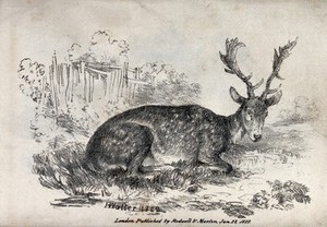 view A fallow deer with small branched antlers is resting on a meadow. Chalk lithograph by H. Walter.