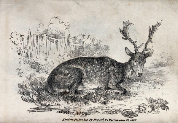 A fallow deer with small branched antlers is resting on a meadow. Chalk lithograph by H. Walter.