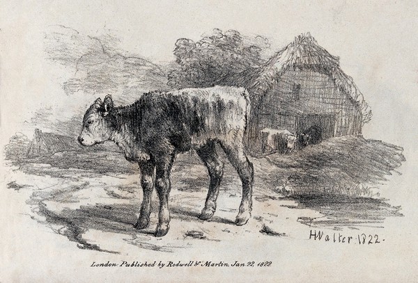 A young calf standing outside a barn. Chalk lithograph by H. Walter.