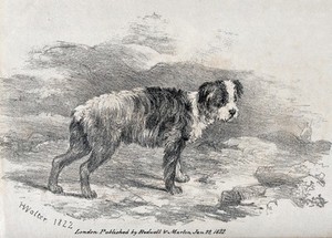 view A young sheepdog standing in a mountainous landscape. Chalk lithograph by H. Walter.