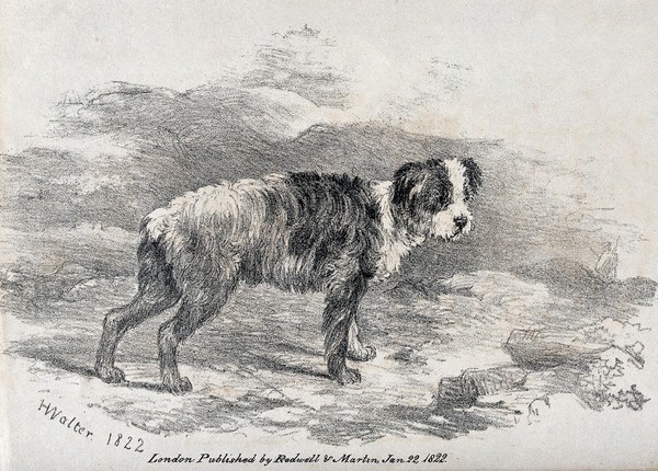 A young sheepdog standing in a mountainous landscape. Chalk lithograph by H. Walter.