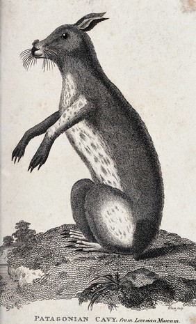 A small rodent (Patagonian cavy) sitting on its hind legs. Etching by White.