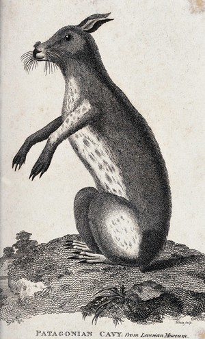 view A small rodent (Patagonian cavy) sitting on its hind legs. Etching by White.