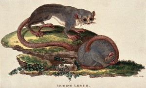view Two murine lemurs. Coloured etching by White.