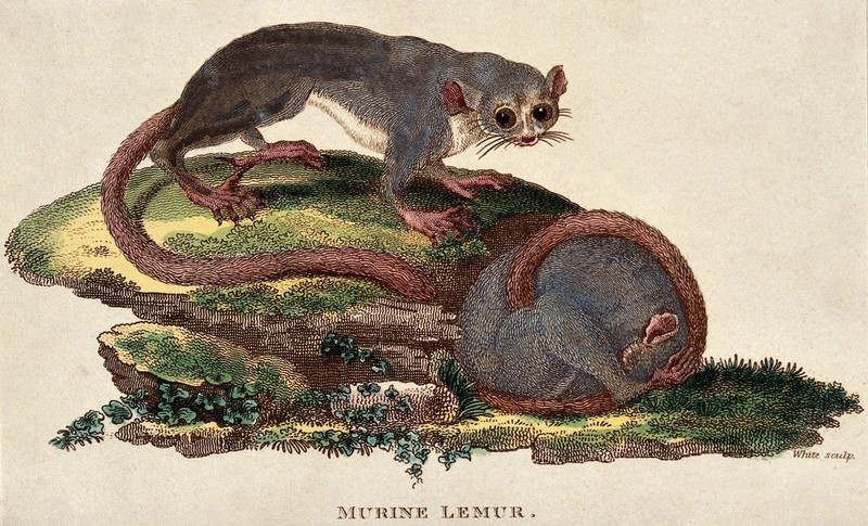 Two murine lemurs. Coloured etching by White., by Minor White