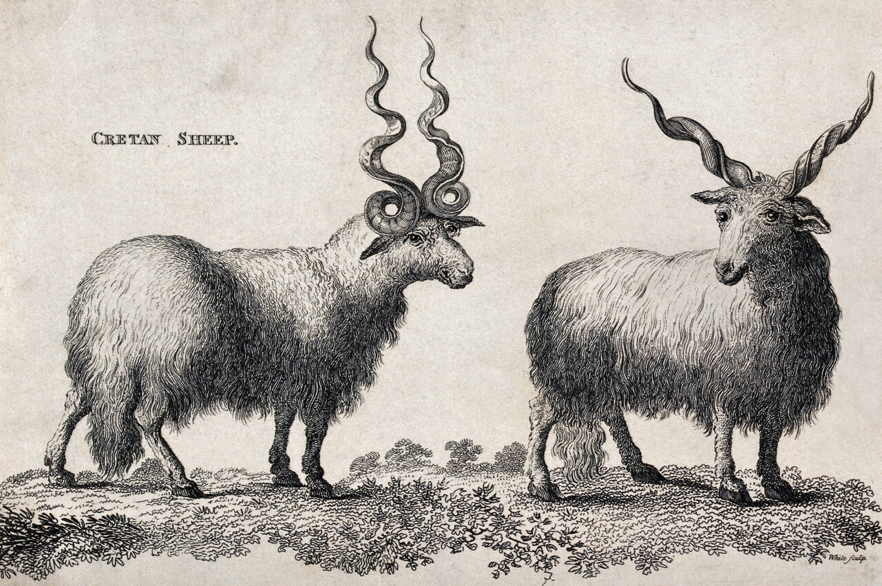 Two Cretan sheep. Etching by White., by Minor White