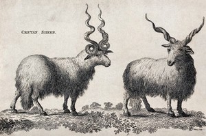 view Two Cretan sheep. Etching by White.