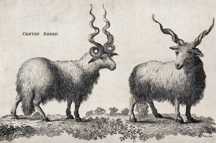 Two Cretan sheep. Etching by White.
