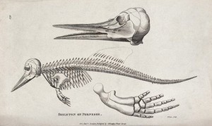 view The skeletal remains of a porpoise. Etching by White.