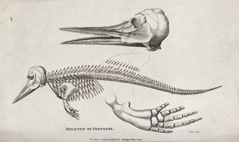 The skeletal remains of a porpoise. Etching by White., 1 January 1801, by Minor White