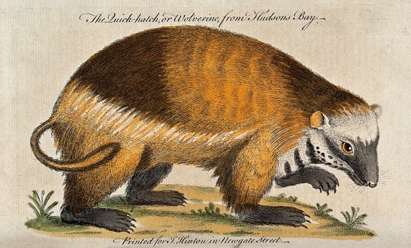 A wolverine (glutton). Coloured etching.