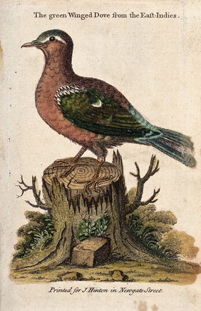 A green winged dove from the East Indies sitting on a tree stump. Coloured etching by J. Basire.