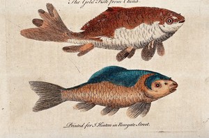 view Two goldfish (small reddish-golden chinese carp). Coloured etching.