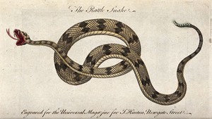 view A rattlesnake. Coloured etching.