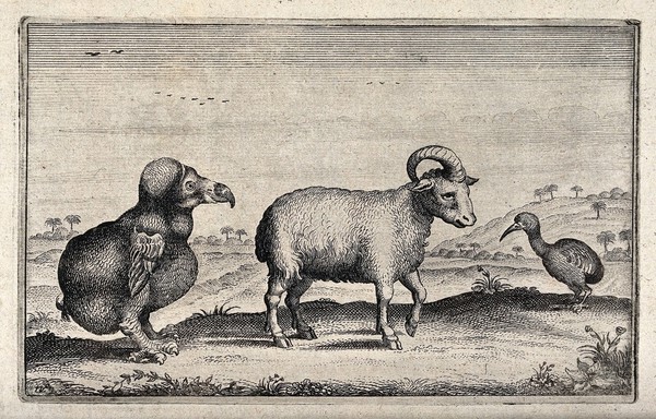 A dodo, a one-horned ram and a kiwi are standing in front of an exotic landscape. Etching.