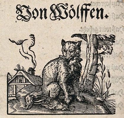 A wolf sitting next to its prey, a cockerel, with a farmhouse in the background. Woodcut.