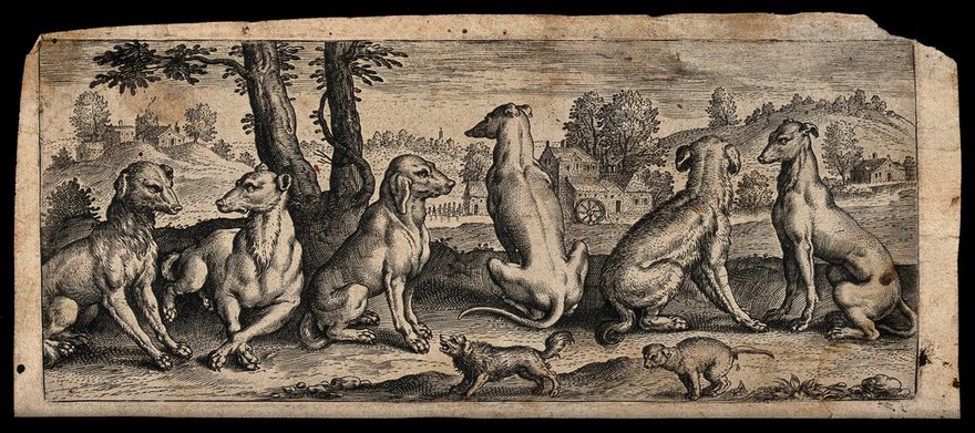 Six different hunting dogs and their puppies resting in a forest clearing in a mountainous landscape. Etching with engraving.